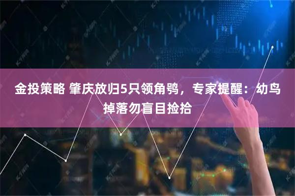 金投策略 肇庆放归5只领角鸮，专家提醒：幼鸟掉落勿盲目捡拾